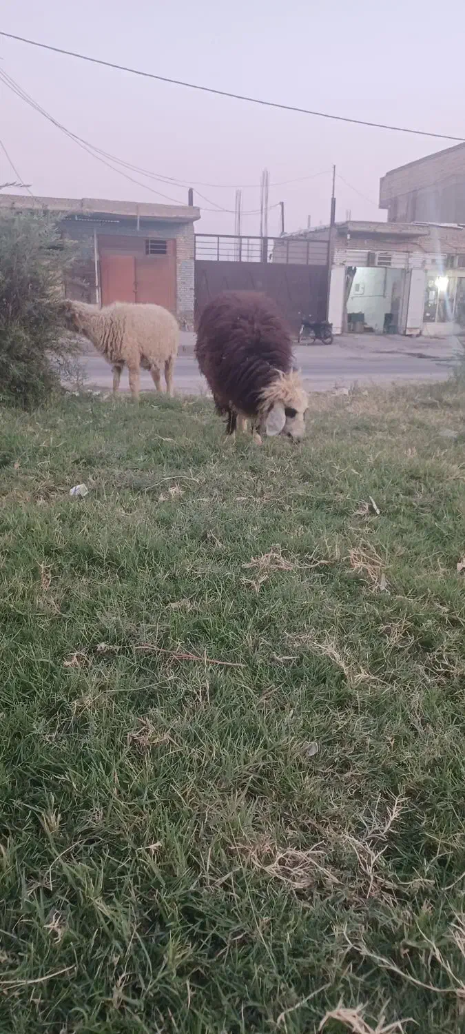 مزرعه|حیوانات مزرعه|رامشیر, |دیوار