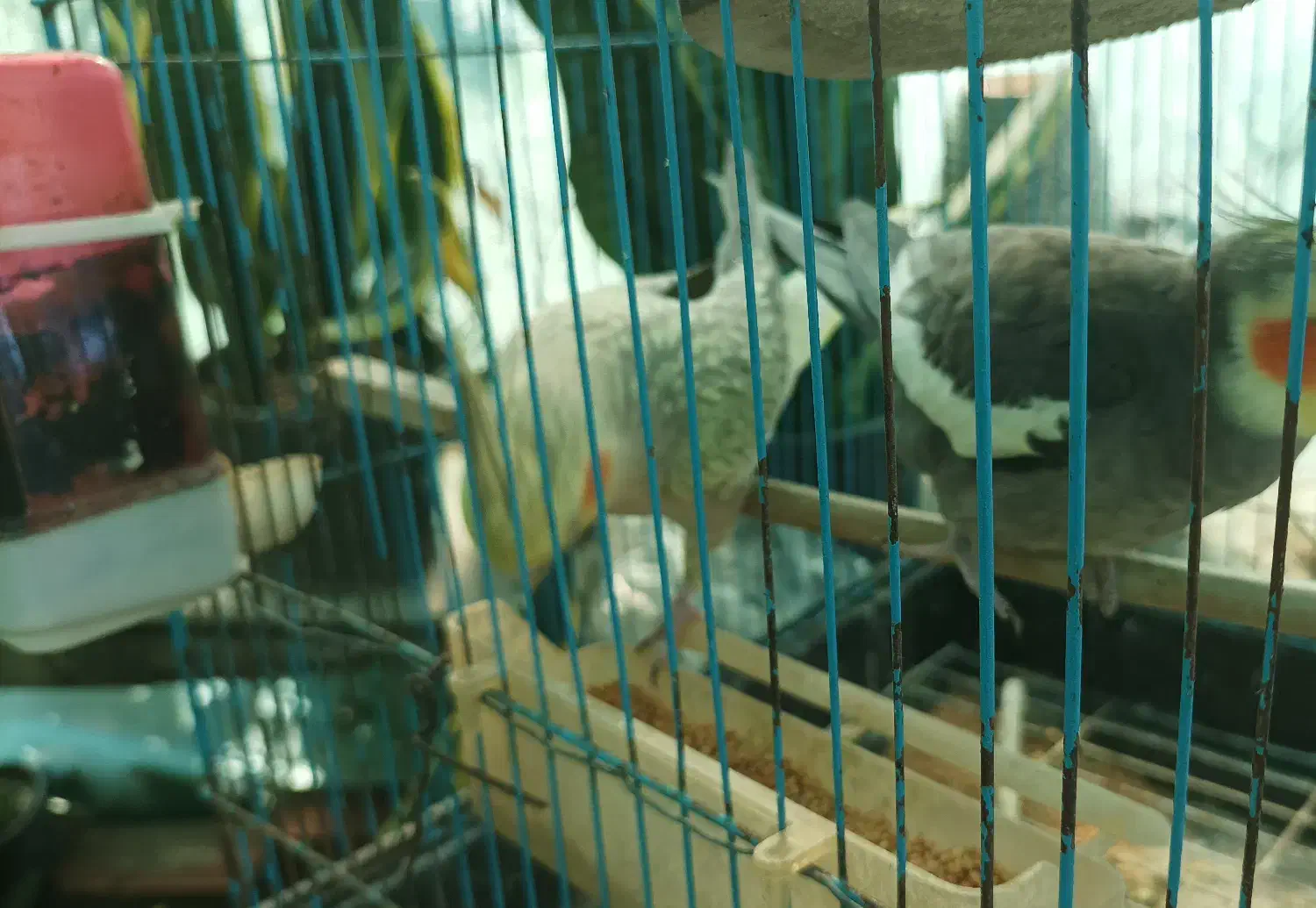 عروس هلندی|پرنده|بهشهر, |دیوار