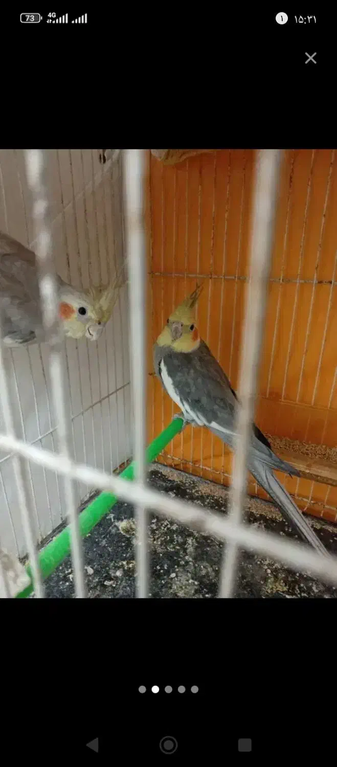 عروس هلندی|پرنده|مشهد, پنجتن|دیوار