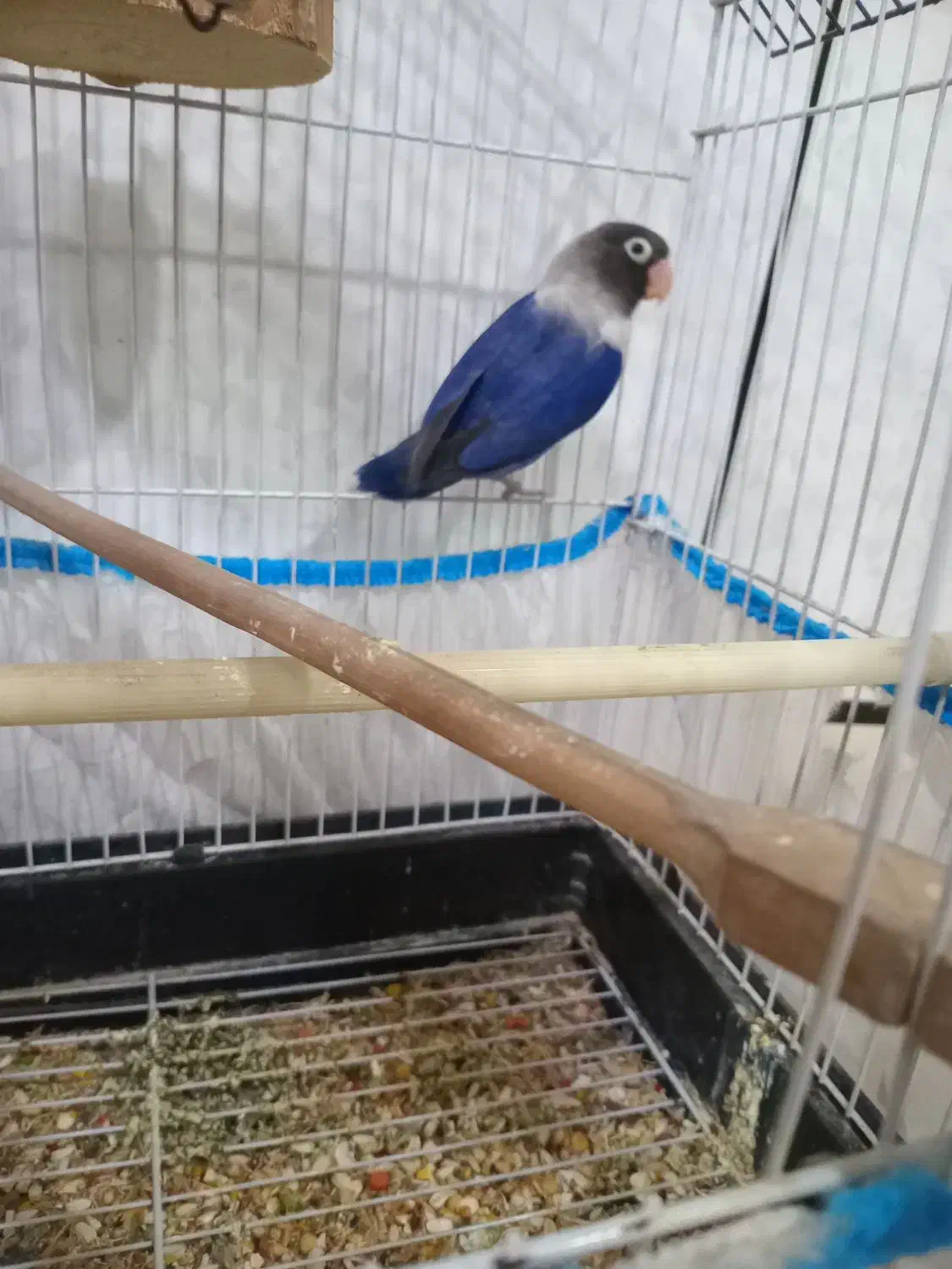 طوطی برزیلی|پرنده|شوشتر, |دیوار