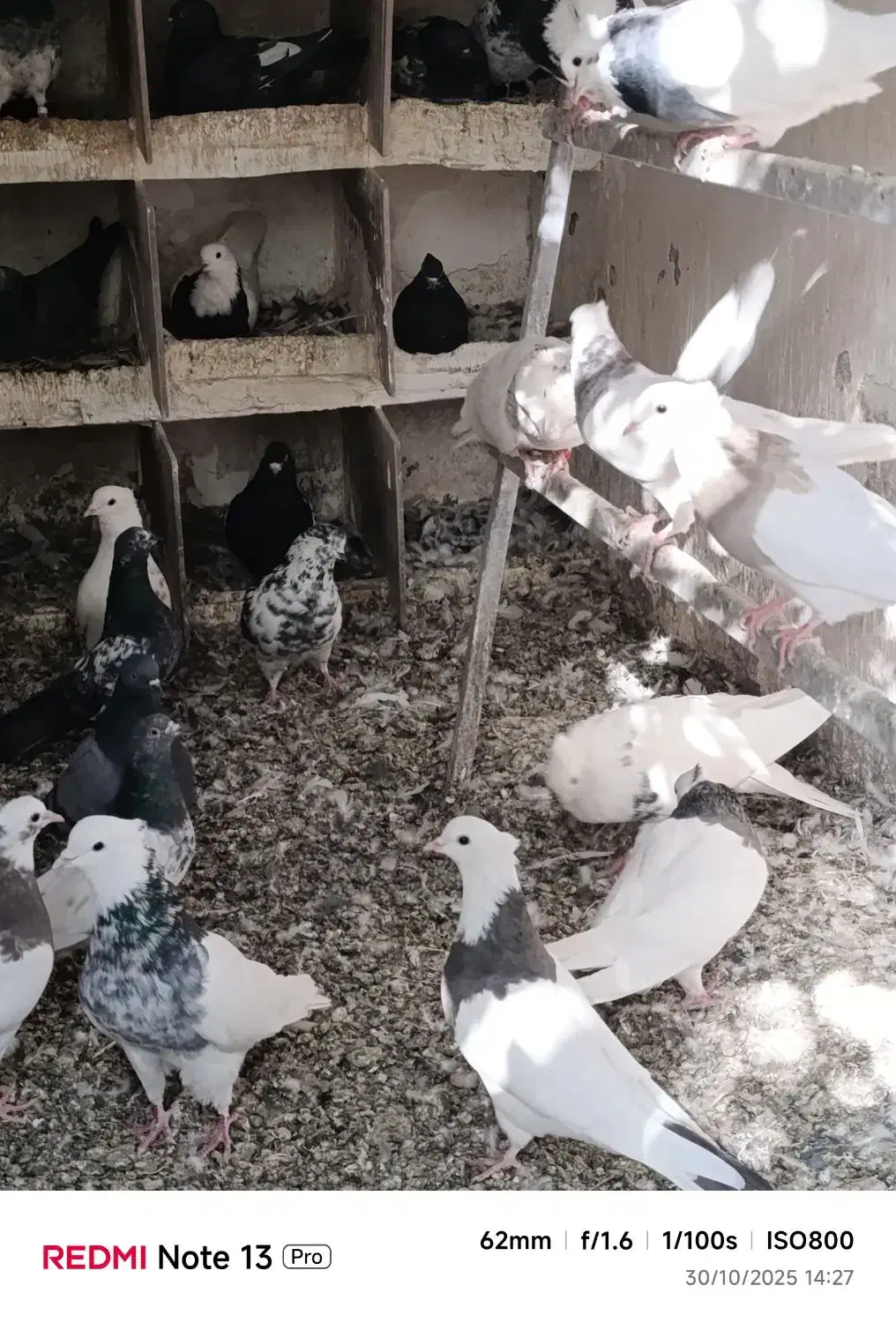 تعدادی طوقی زرین والماسی وزرد همه باهم فروشی است|پرنده|کامیاران, |دیوار