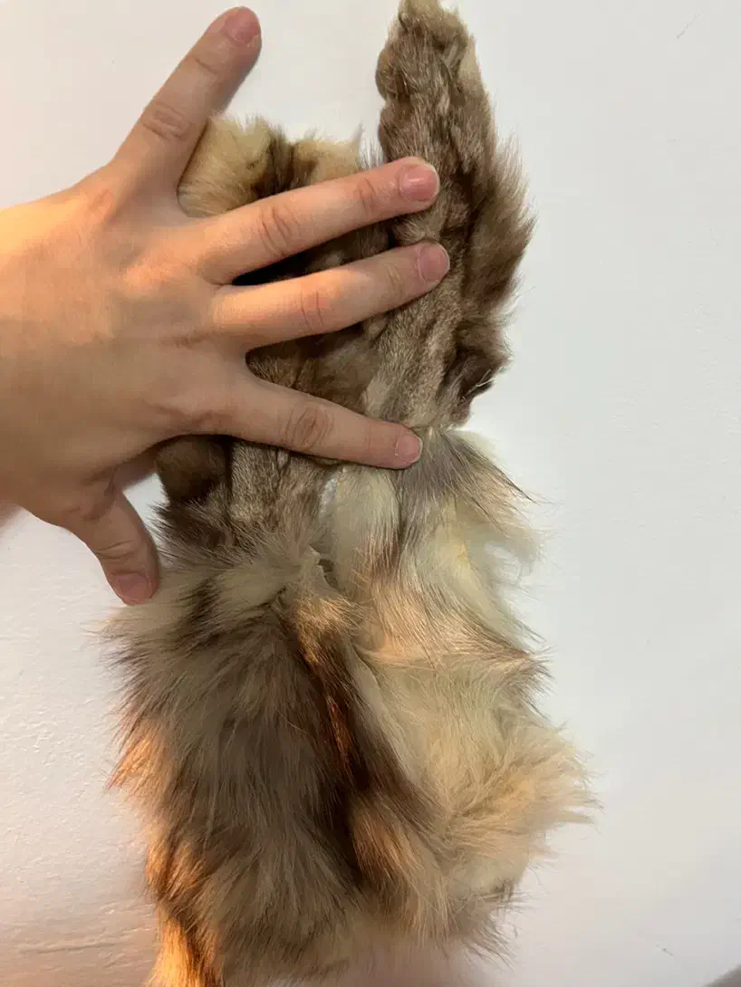 پوست سمور|صنایع دستی و سایر لوازم تزئینی|رشت, گلباغ نماز|دیوار