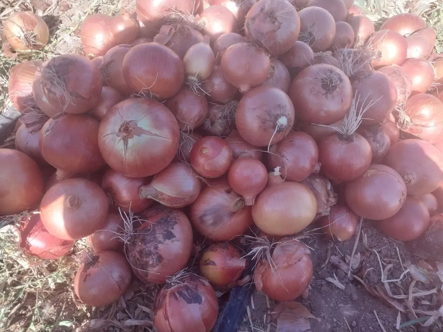 پیاز|خوردنی و آشامیدنی|زنجانرود, |دیوار