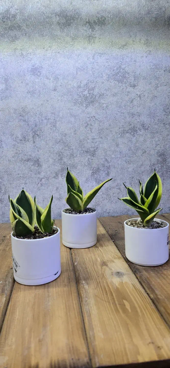 گیفت سانسوریا|گل و گیاه طبیعی|شاهین‌شهر, نبوت|دیوار