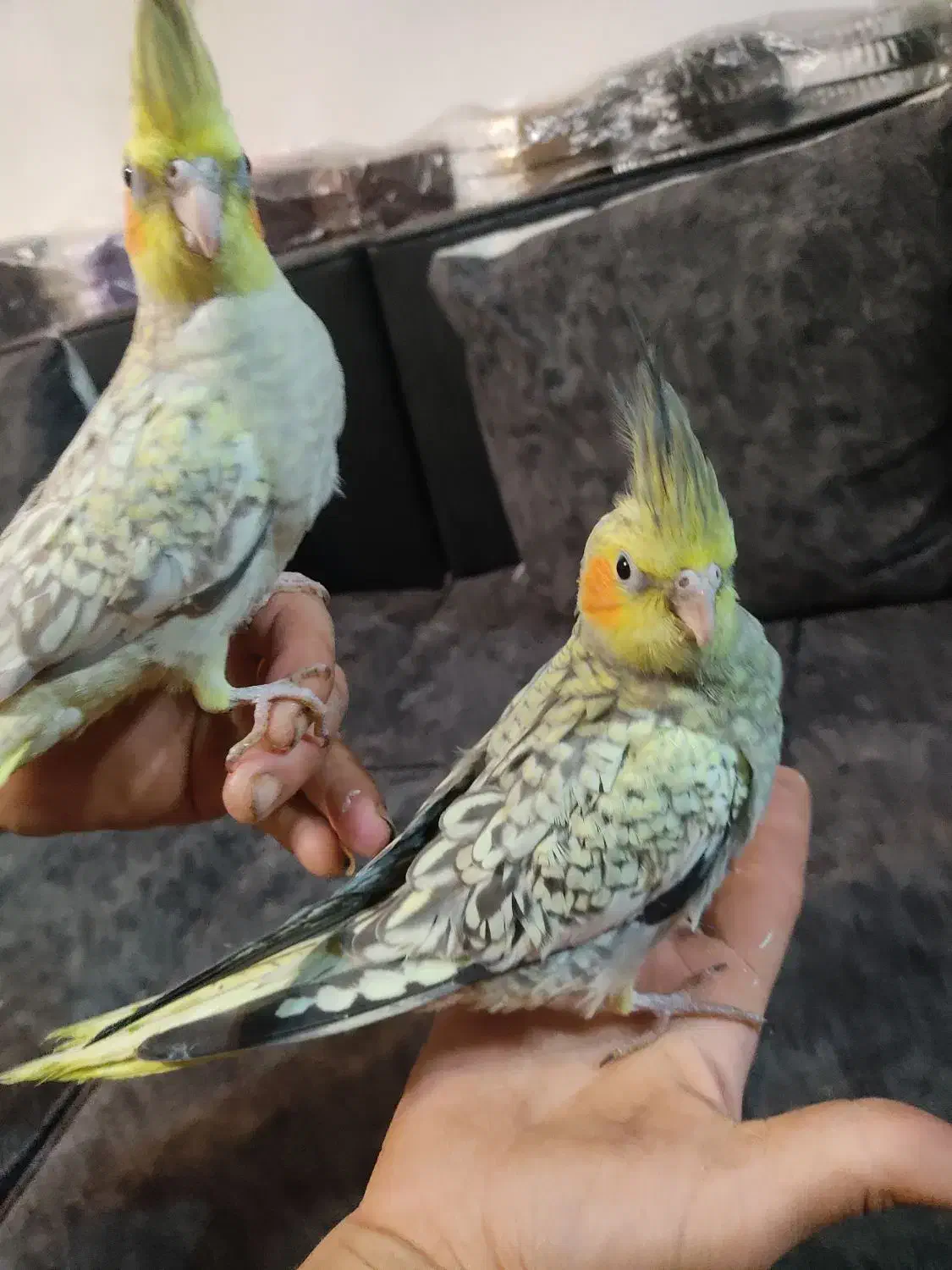 جوجه عروس یک ماهه دستی|پرنده|آستانه اشرفیه, |دیوار