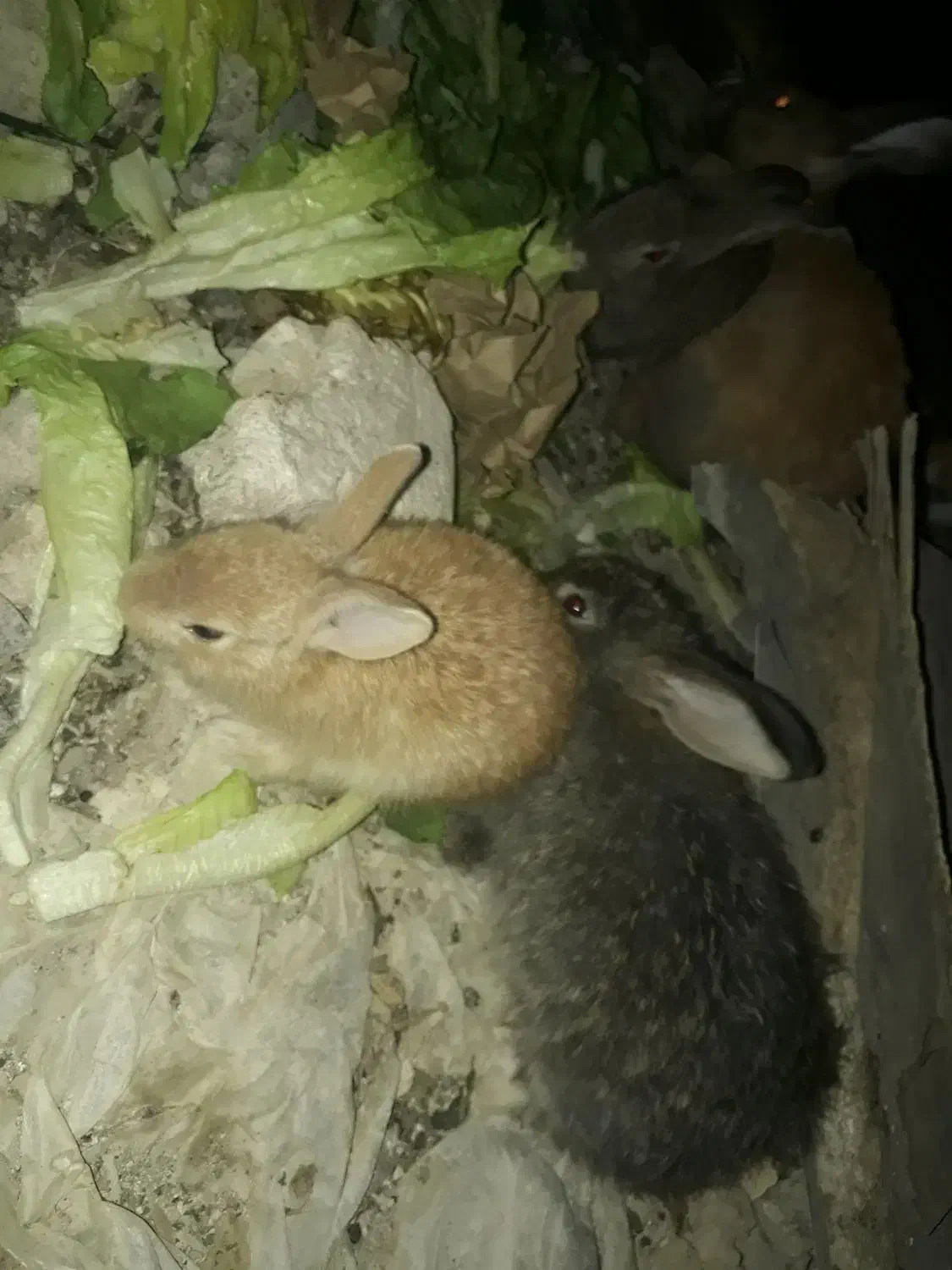 خرگوش|موش و خرگوش|رامهرمز, |دیوار