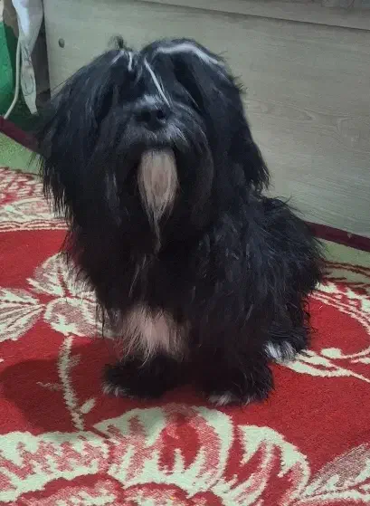 سگ شیتزو|سگ|جهرم, |دیوار