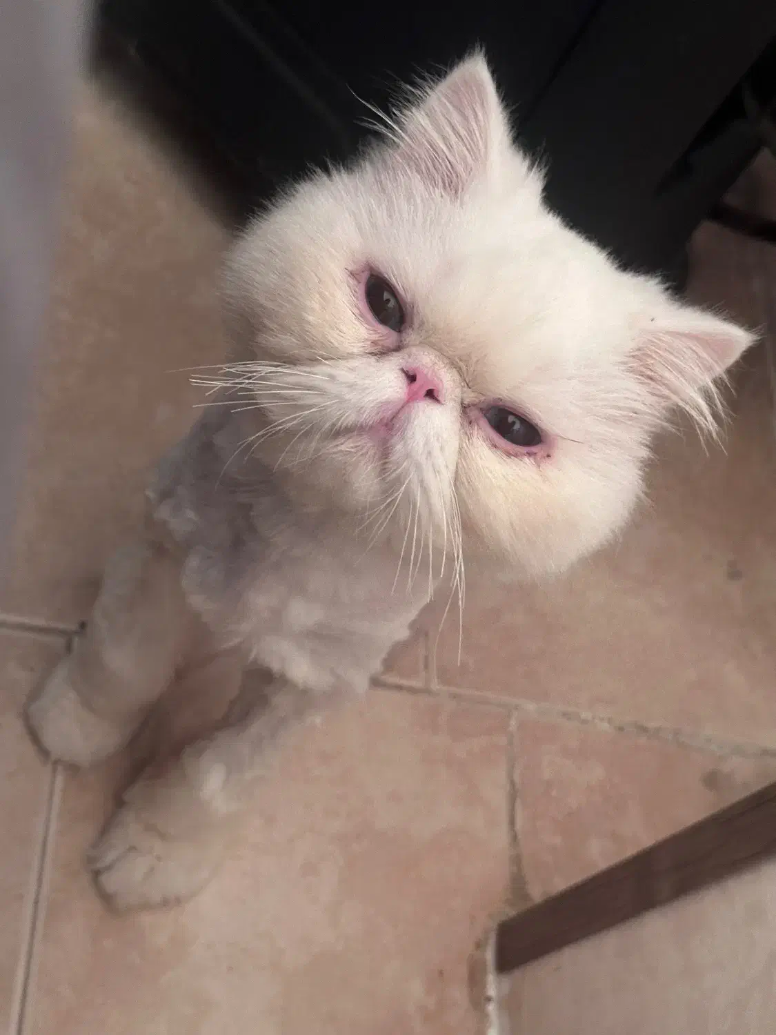 گربه نر|گربه|رشت, نظری|دیوار