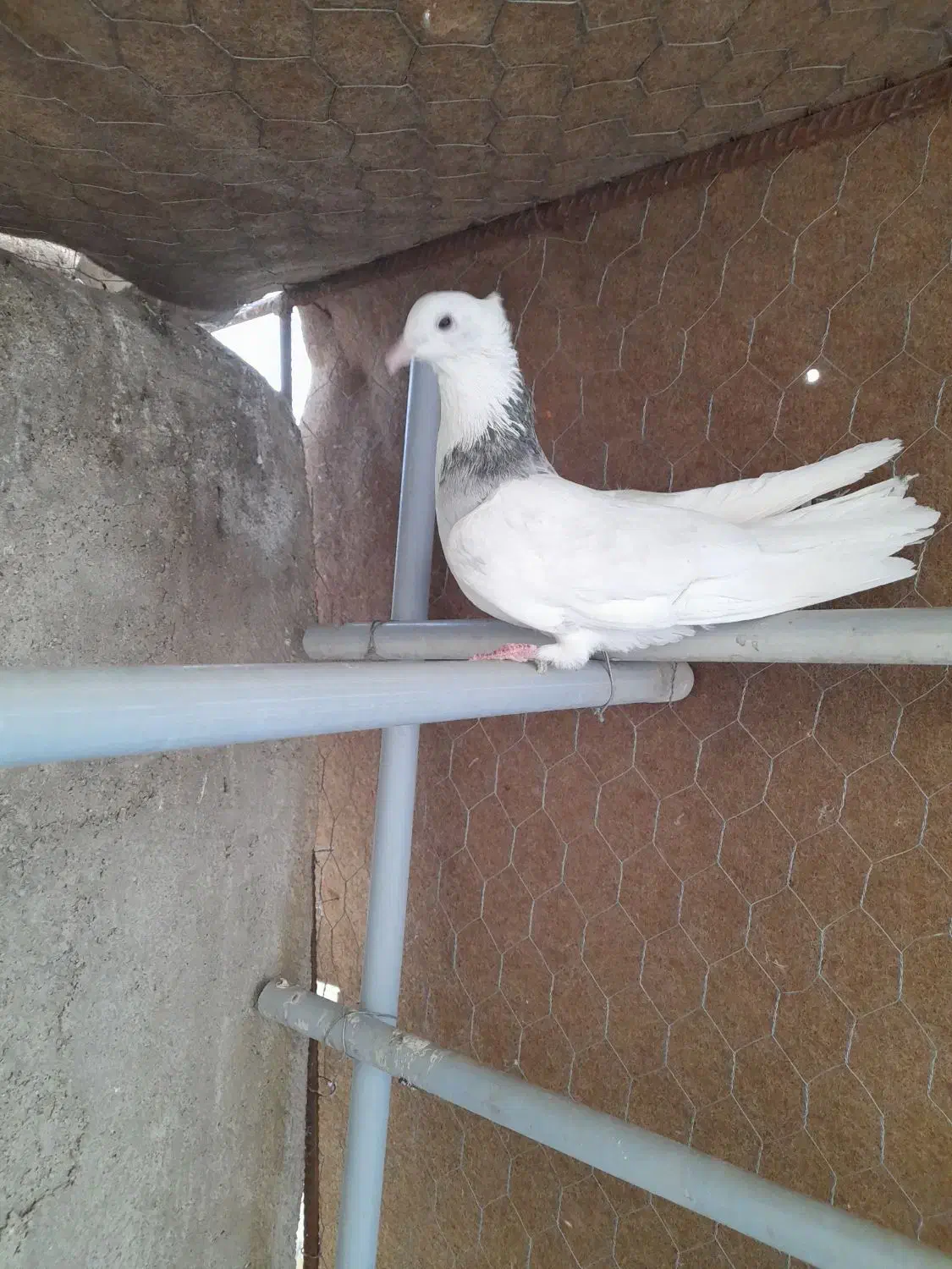 طوقی|پرنده|بروجرد, |دیوار