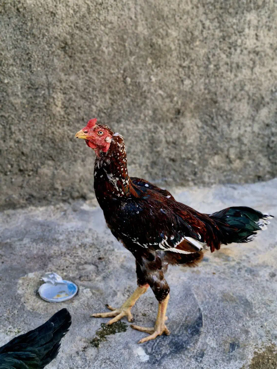 خروس لاری اصل|حیوانات مزرعه|سرپل ذهاب, |دیوار