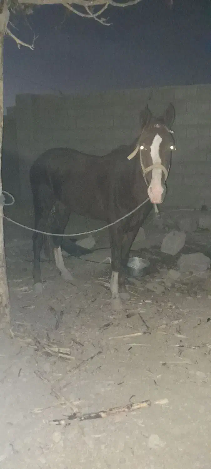 اسب اسیل کورد سیلمی|اسب و تجهیزات اسبسواری|سراوان, |دیوار