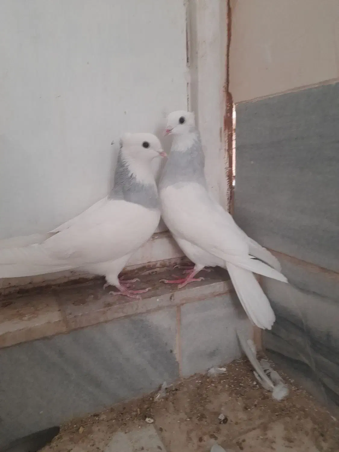 طوقی آبی نر و ماده|پرنده|مهریز, |دیوار