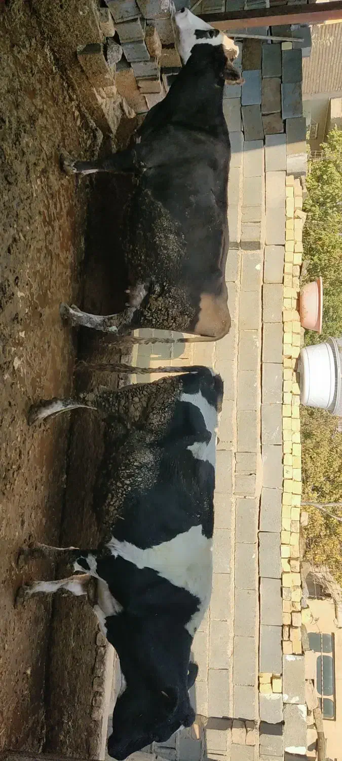 فروش گاوه شیری سمینتال درجه یک|حیوانات مزرعه|کامفیروز, |دیوار