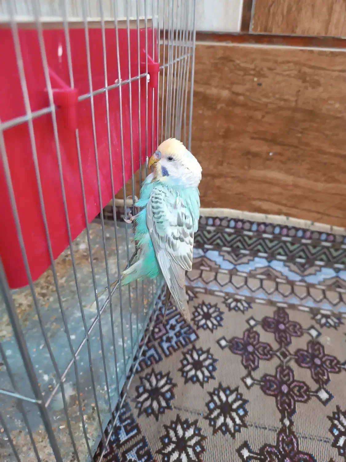 یک مرغ عشق یک فنج|پرنده|میناب, |دیوار