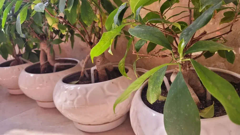 بنسای و آبیاری|گل و گیاه طبیعی|تهران, شهرک نفت|دیوار