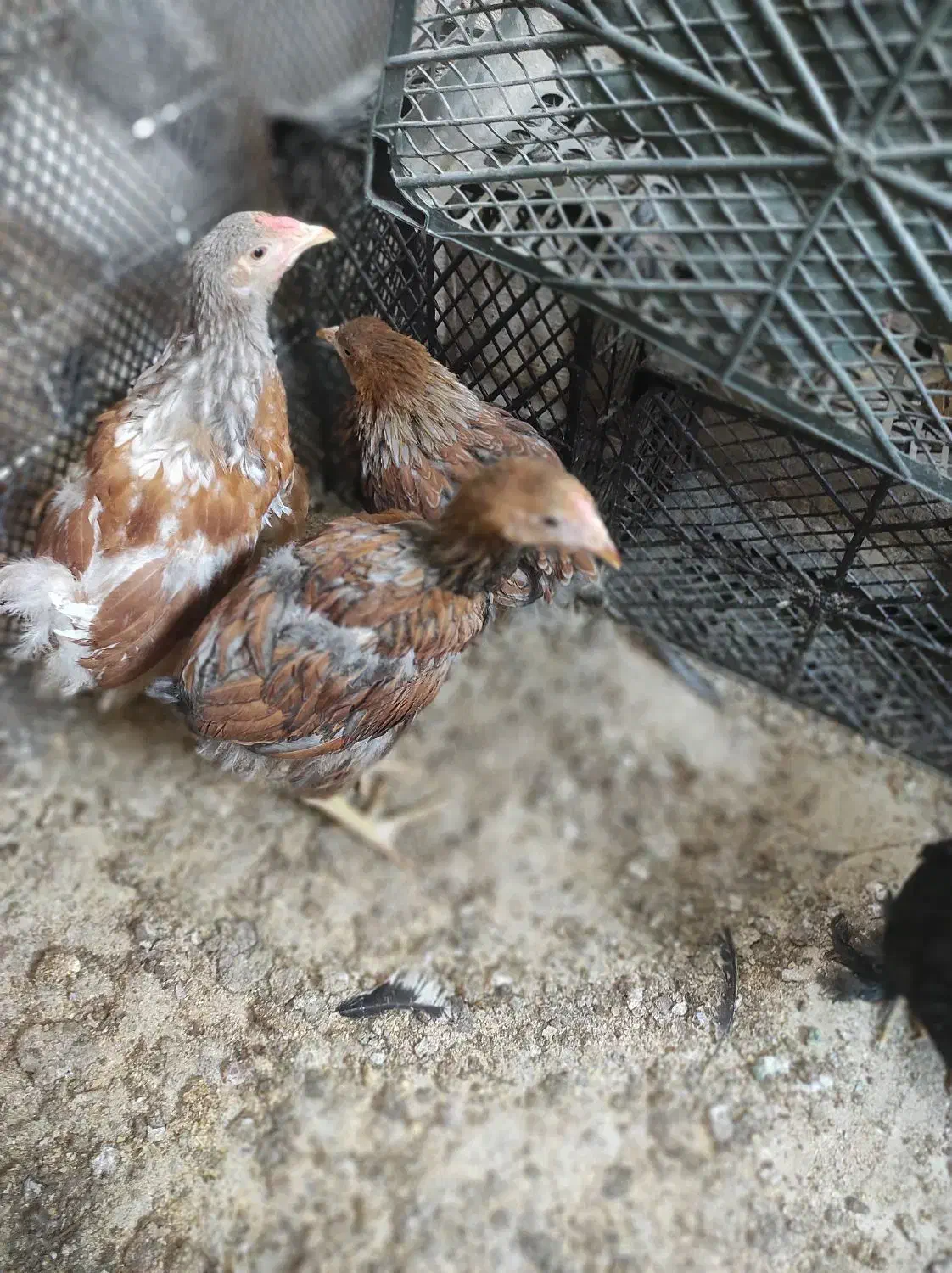 نیمچه برهما وارداتی ،ویاندوت بلورد، سیبرایت بوف|حیوانات مزرعه|شیراز, امام حسین|دیوار