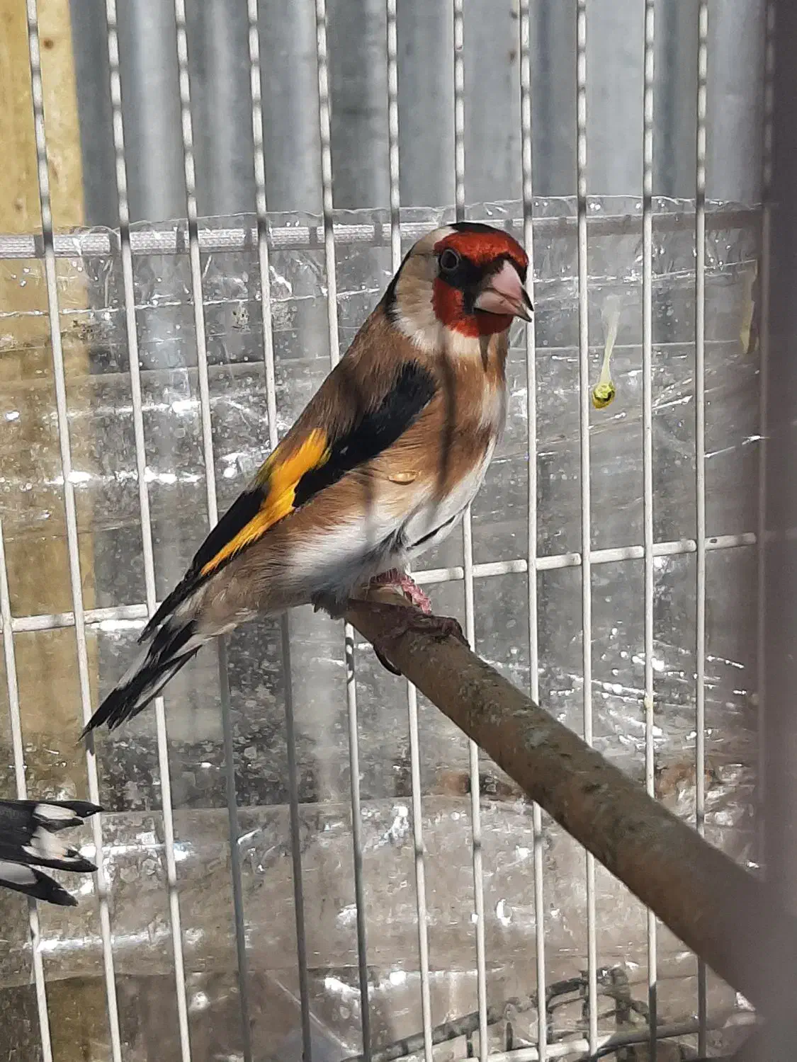 سهره معاوضه با قناری|پرنده|قوچان, |دیوار