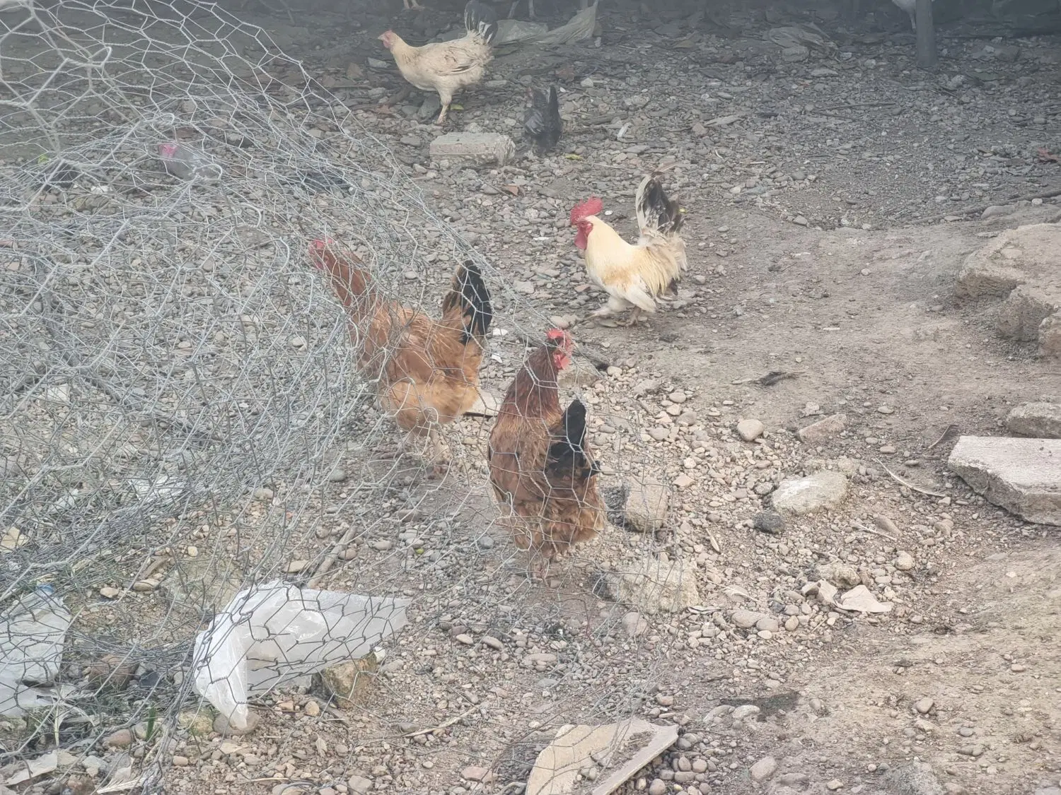 مرغ|حیوانات مزرعه|رشت, فلسطین|دیوار
