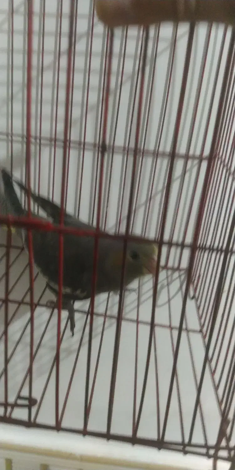 طوطی عروس هلندی سینامون|پرنده|شوشتر, |دیوار