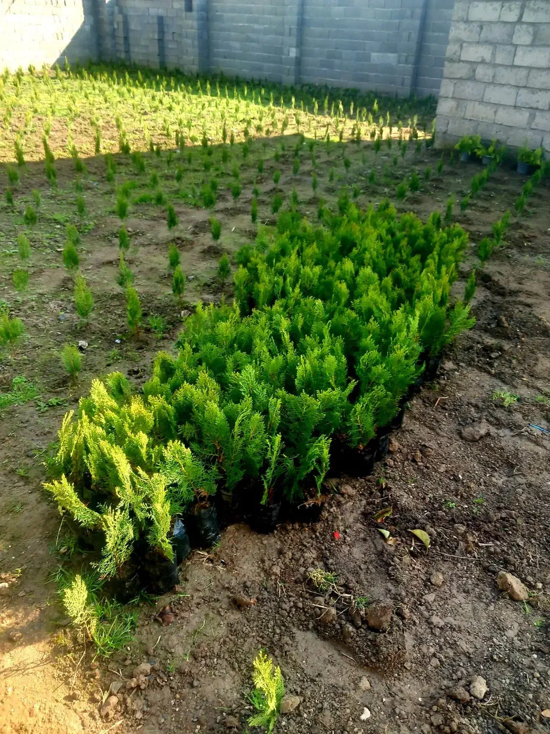 کامیکس نوک دار نشایی سایز بزرگ اصلی|گل و گیاه طبیعی|کلاچای, |دیوار