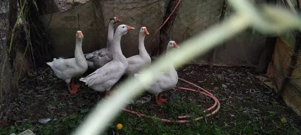 قوغاز نروماده|حیوانات مزرعه|ماکلوان, |دیوار