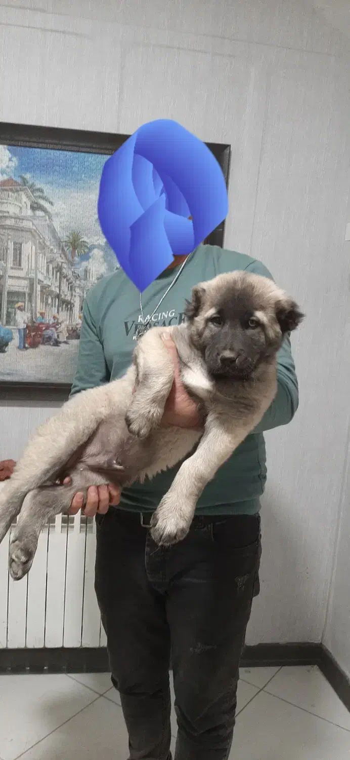 توله سرابی اصیل|سگ|تاکستان, |دیوار