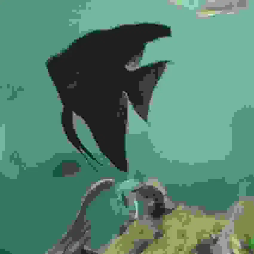 فروش لجن خوار ال۵۹|ماهی|کرمان, |دیوار