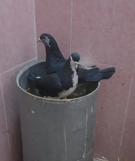 کبوتر|پرنده|شیروان (خراسان), |دیوار