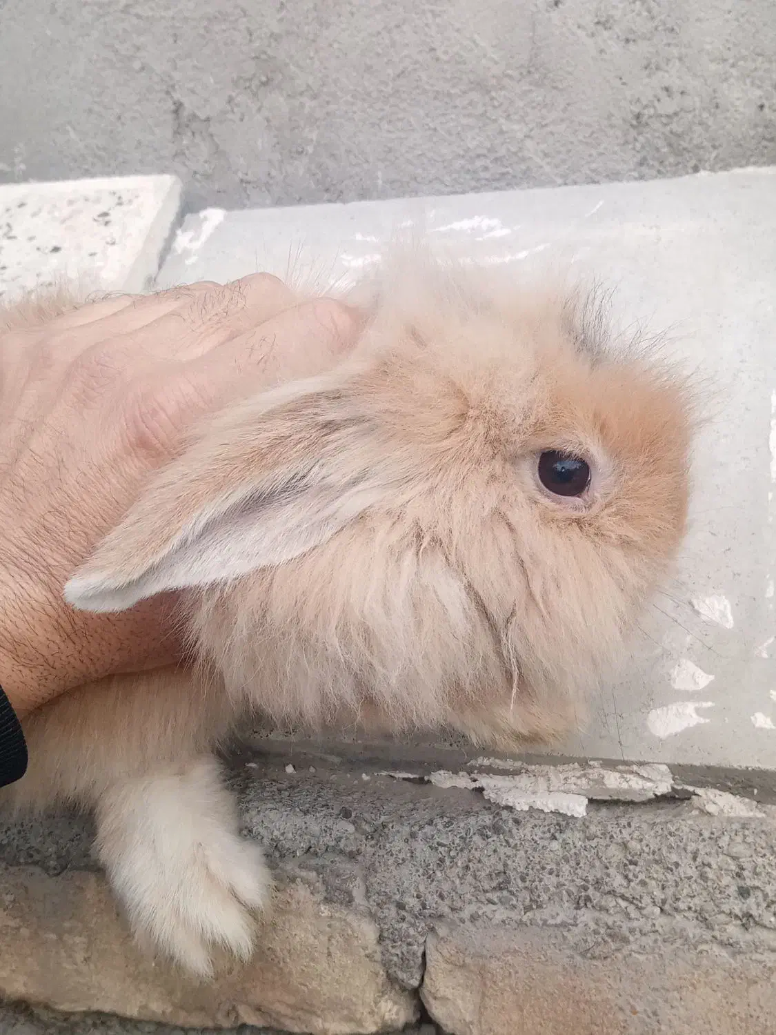 خرگوش لپ|موش و خرگوش|مشهد, مقدم|دیوار