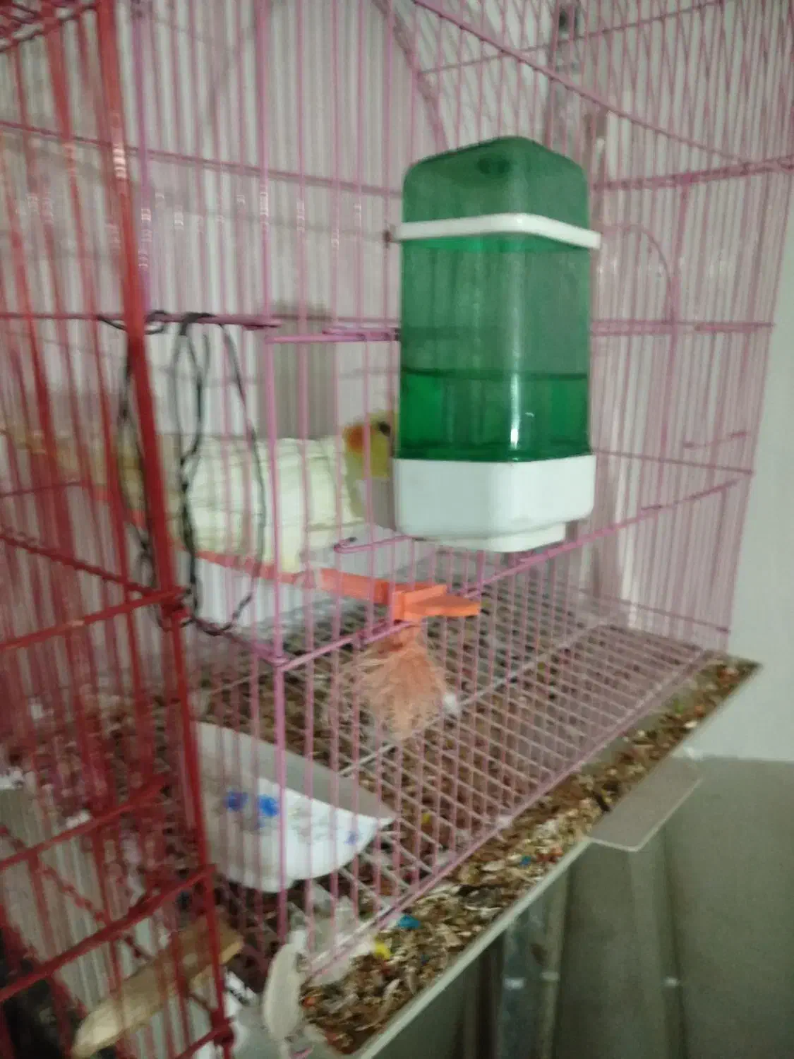 عروس هلندی ماده لوتینو|پرنده|زاهدان, |دیوار