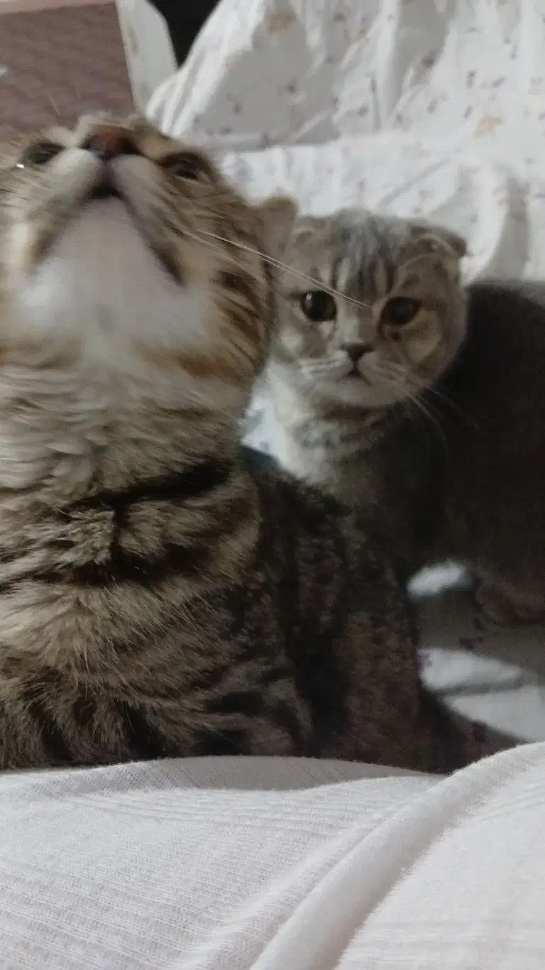 واگذاری اسکاتیش|گربه|اردبیل, |دیوار