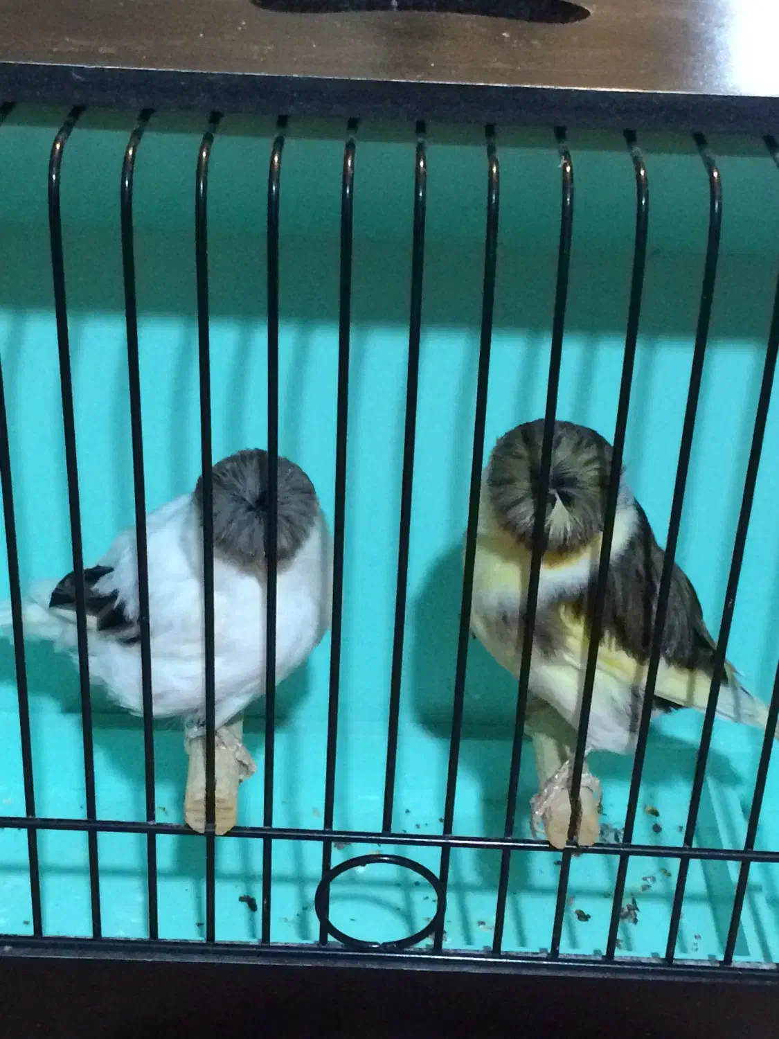 قناری گلاستر|پرنده|ری, هاشمآباد|دیوار