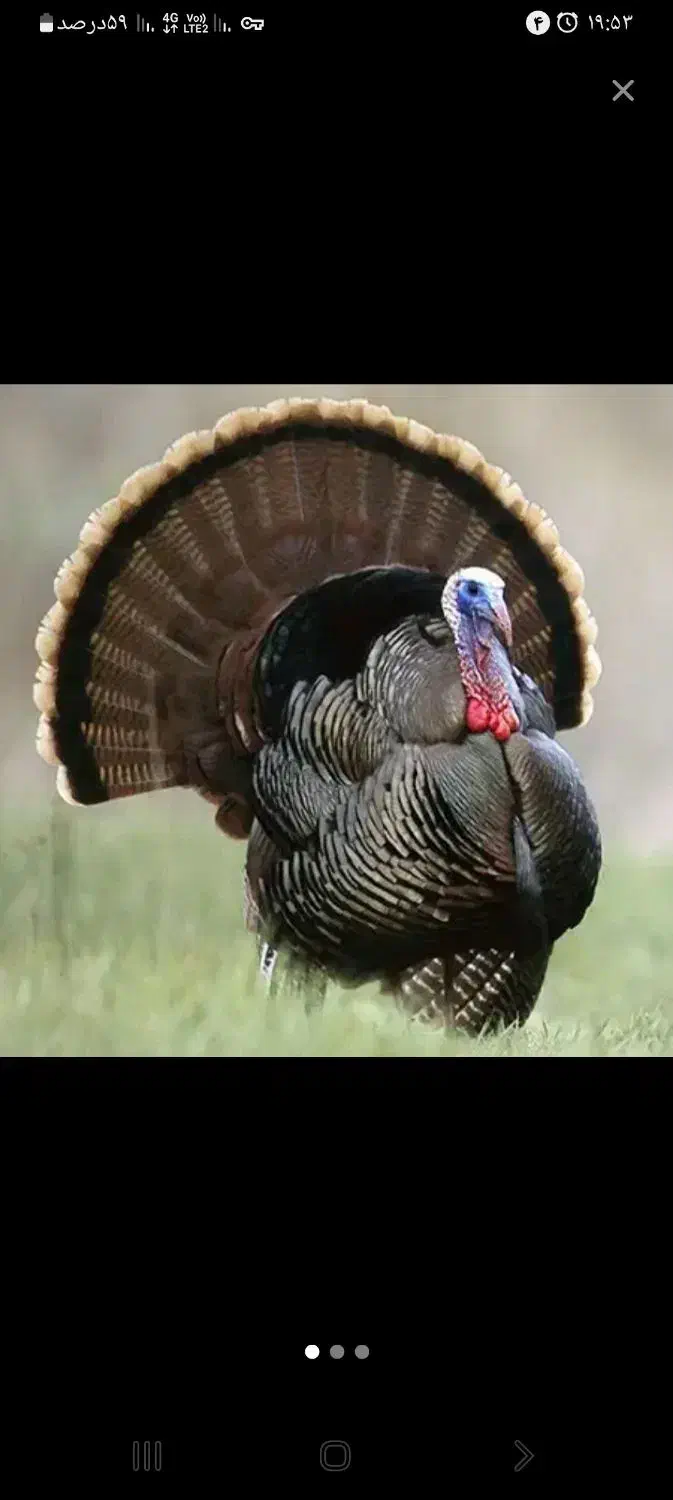 بوقلمون|حیوانات مزرعه|کنگاور, |دیوار