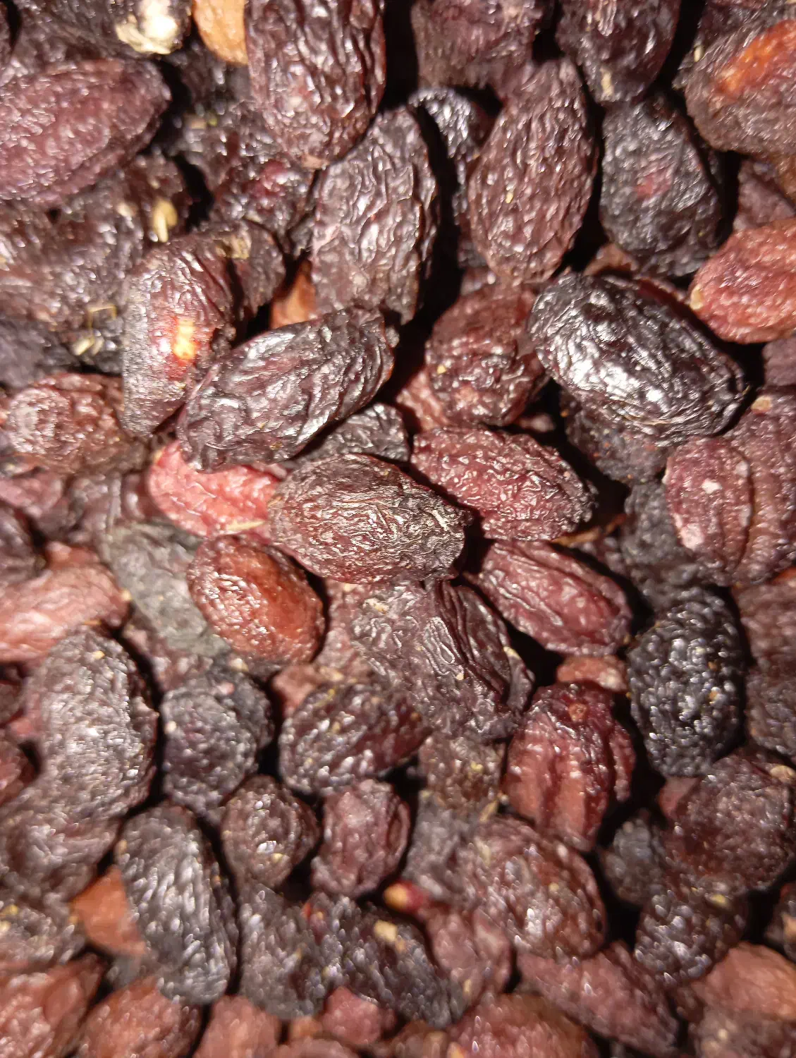 زغال اخته الموت قزوین|خوردنی و آشامیدنی|رودسر, |دیوار