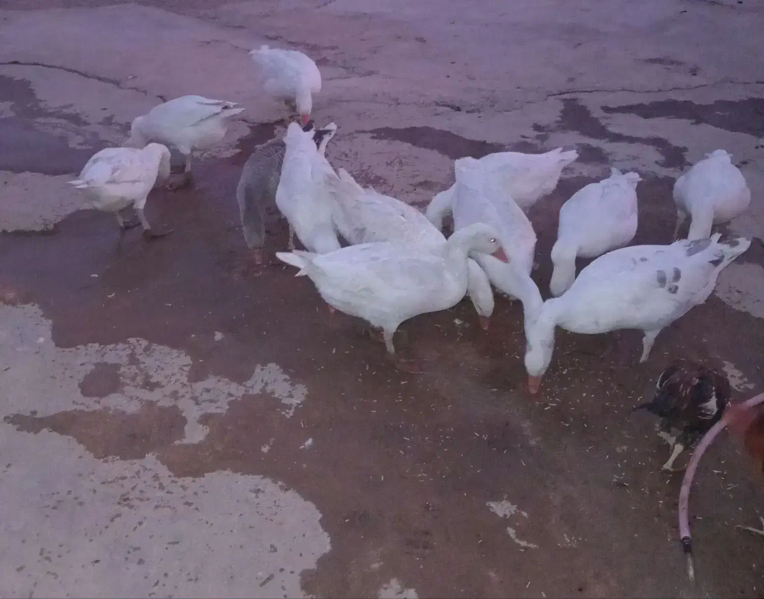 غاز|حیوانات مزرعه|بیرانوند, |دیوار