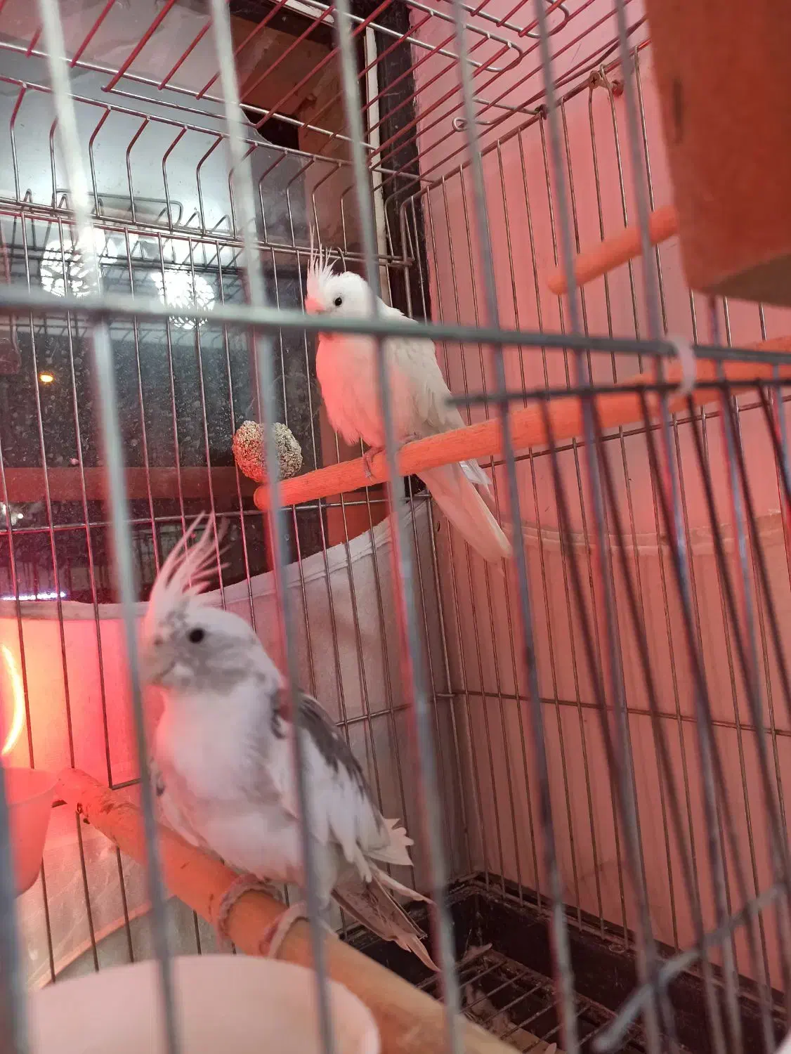 طوطی مولد و نژاددار گرینچیک وعروس هلندی آلبینو|پرنده|سقز, |دیوار