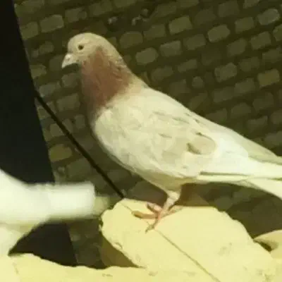 گمشده|حیوانات|یزد, |دیوار