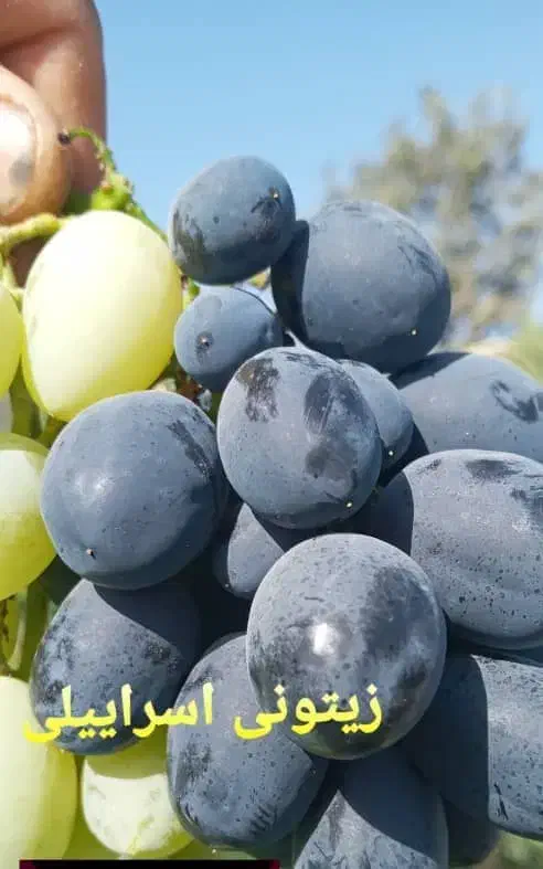 فروش نهال انگور موندراپ و سایر ارقام|خدمات باغبانی و درختکاری|ارومیه, |دیوار