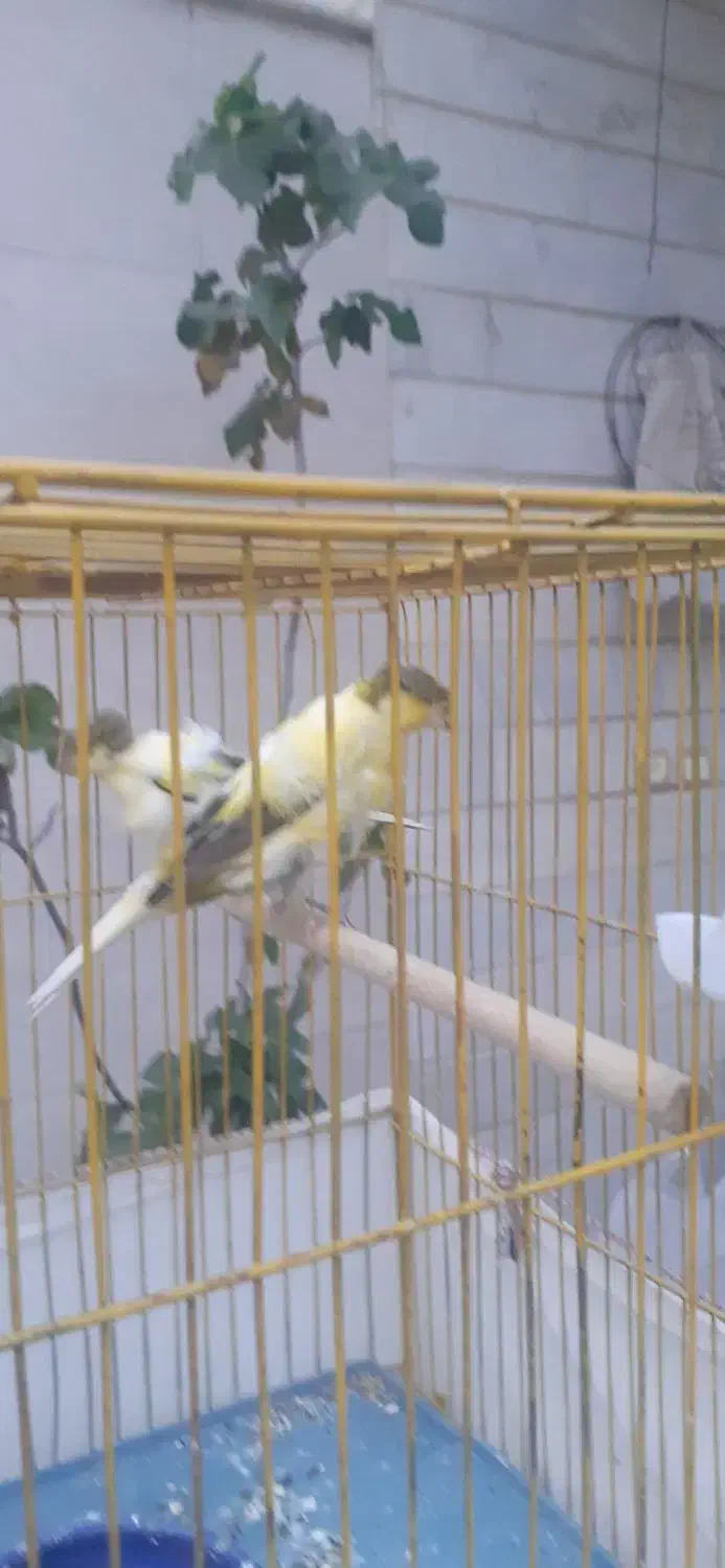 قناری دورگ سوپری|پرنده|کهریزک, |دیوار