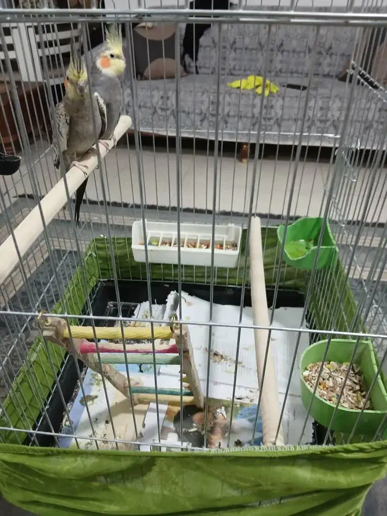 یک جفت عروس هلندی|پرنده|هشتگرد, فاز ۱ مهستان|دیوار