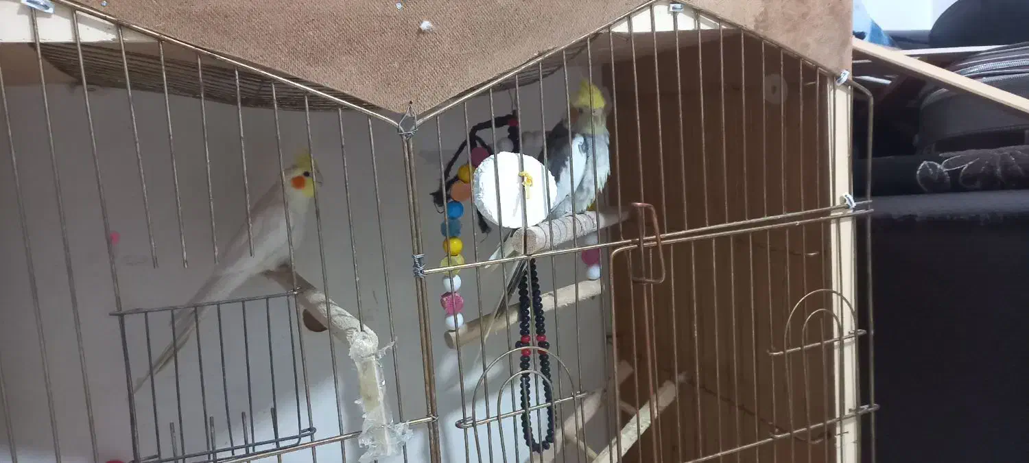 عروس هلندی مرغ عشق|پرنده|رباط‌کریم, شترخوار|دیوار