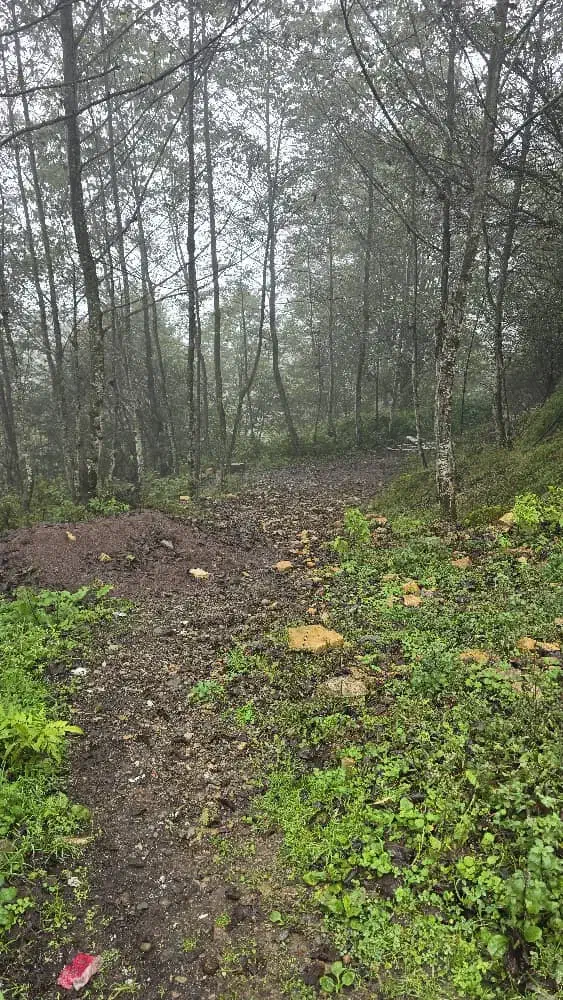 راهنمایی برای ریزش مو|فعالیت داوطلبانه تحقیقاتی|بستان آباد, |دیوار