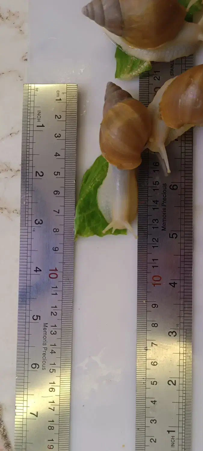 فروش حلزون تراپی (آلبینو)|خزنده|دماوند, گیلاوند|دیوار