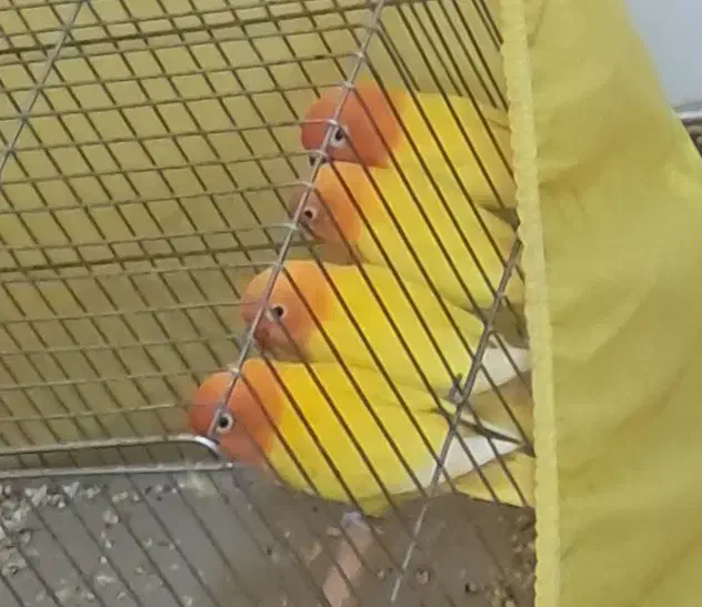 طوطی کوتوله فیشر|پرنده|کرمان, |دیوار