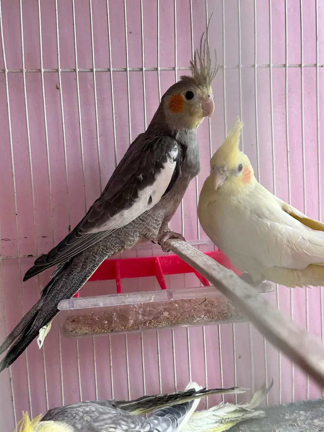 جوجه عروس ۳ ماه|پرنده|سبزوار, غرب نیروگاه|دیوار