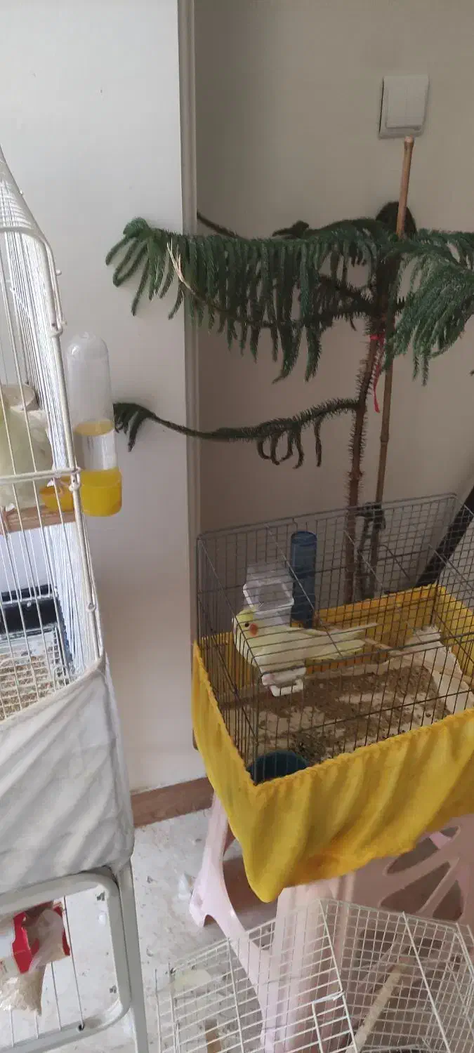 فروش عروس هلندی (لوتینو)|پرنده|ساوه, |دیوار