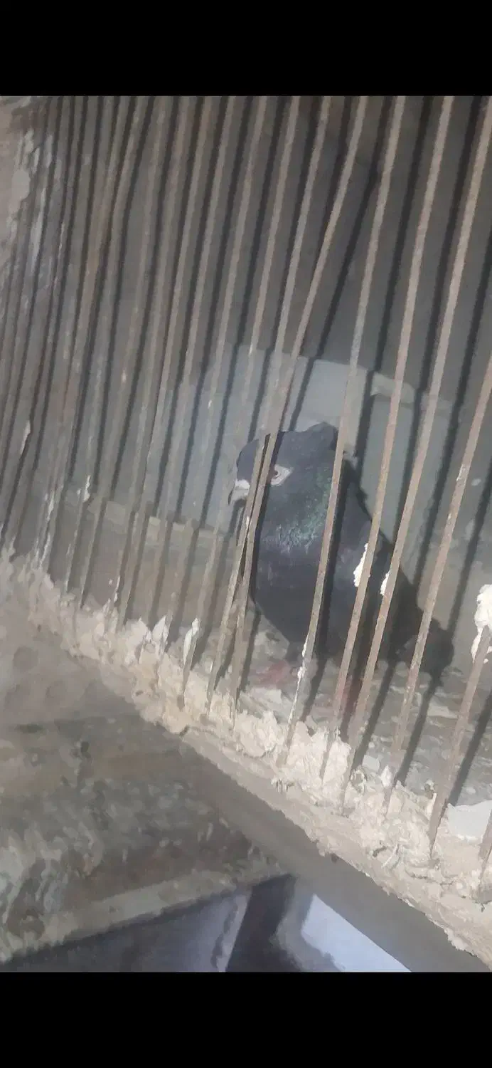 ماهشهر شهرک مدنی گلستان ۷|پرنده|بندر ماهشهر, |دیوار