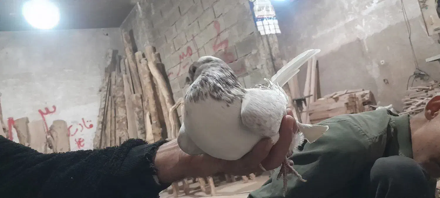 کبوتر|پرنده|نهاوند, |دیوار