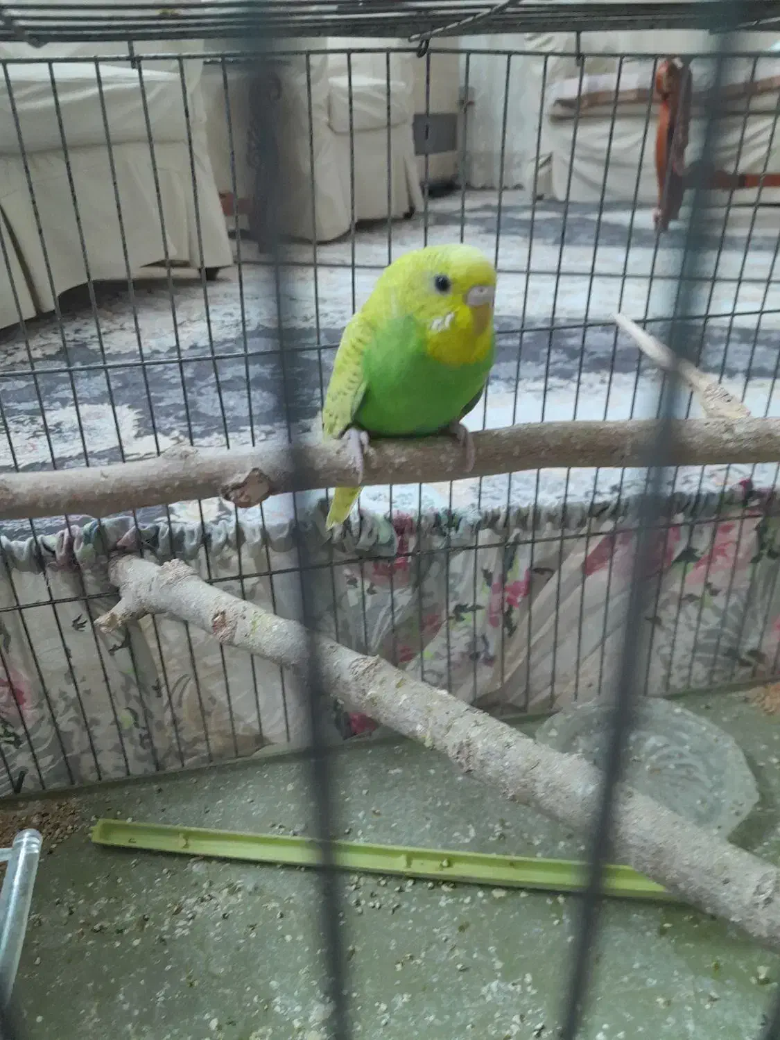 مرغ عشق دونه ۱۲۰|پرنده|قزوین, |دیوار