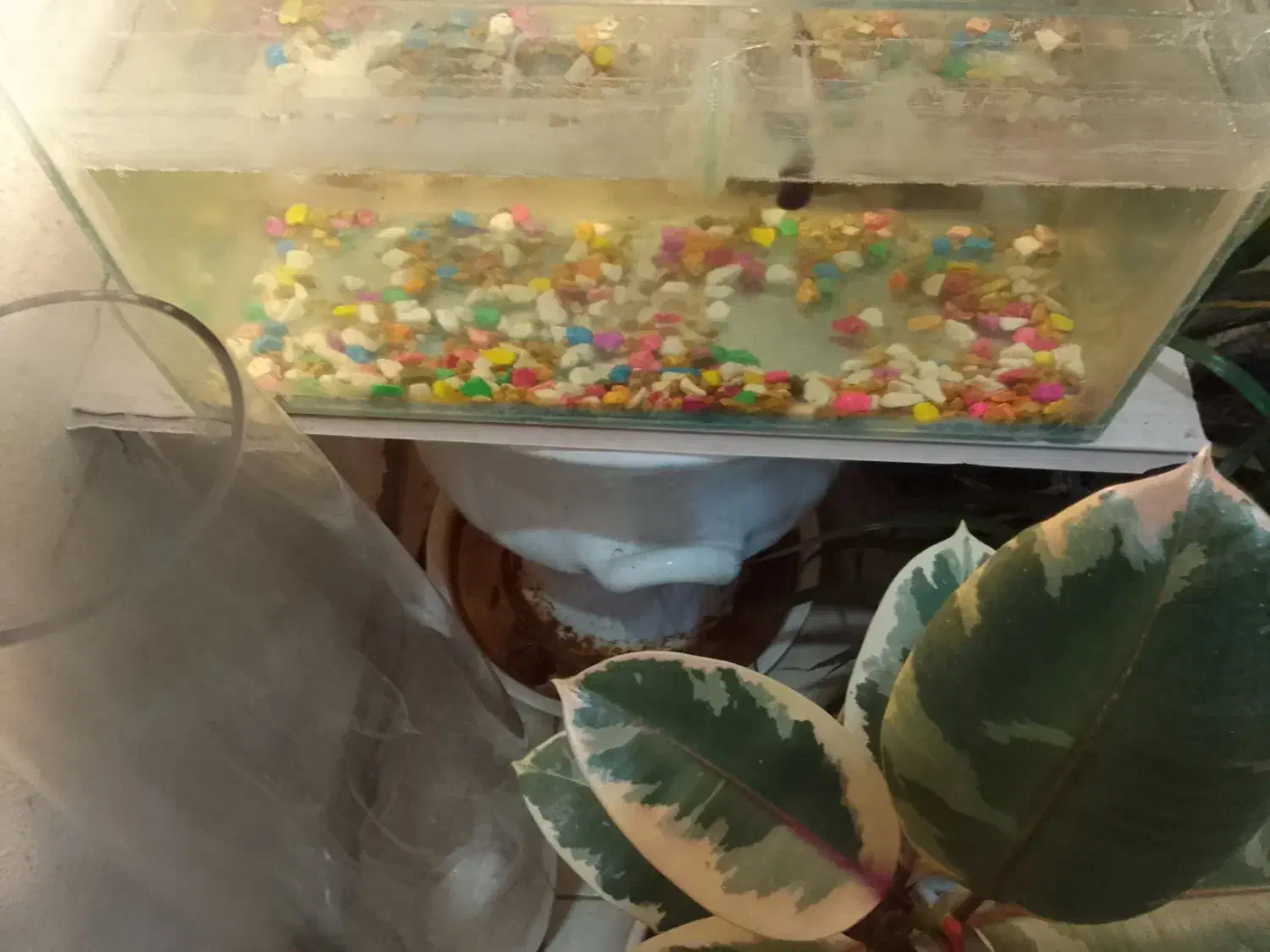 آکواریوم ۴۰در۲۰|ماهی|گرگان, |دیوار